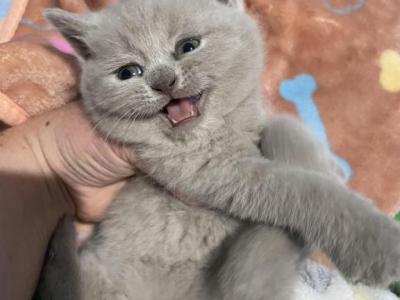 Kitten 5 - Scottish Straight - Gallery Photo #1