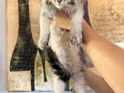 Esctaticcoon  O - Maine Coon - Gallery Photo #1