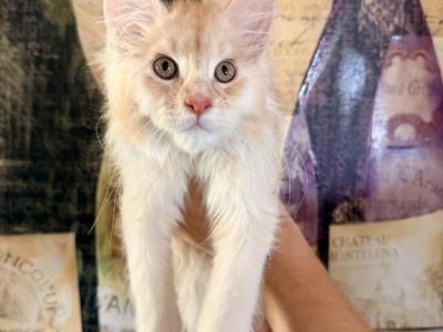 Ecstaticcoon O - Maine Coon - Gallery Photo #1
