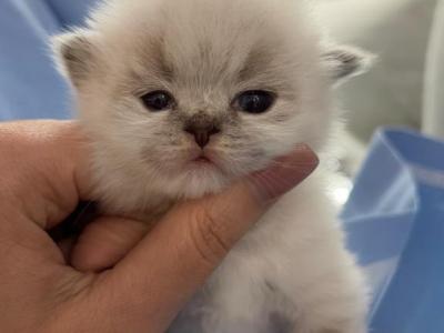 British Shorthair - British Shorthair - Gallery Photo #1