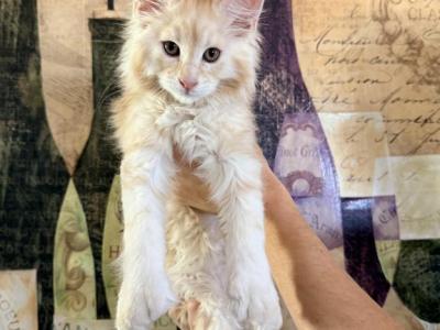 Ecstatic Coon O - Maine Coon - Gallery Photo #1