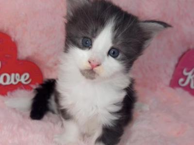 Aruchi - Maine Coon - Gallery Photo #1