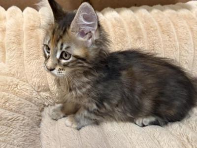 Fanta - Maine Coon - Gallery Photo #1
