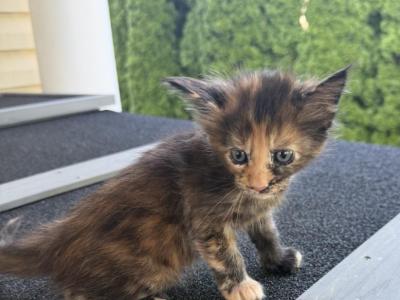 Gesell - Maine Coon - Gallery Photo #1