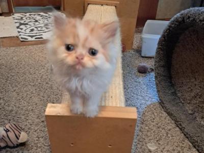 Leo - Persian - Gallery Photo #1