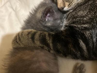 Little Kitty And Big Kitty - Domestic - Gallery Photo #1