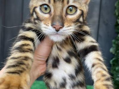 Ugo - Toyger - Gallery Photo #1