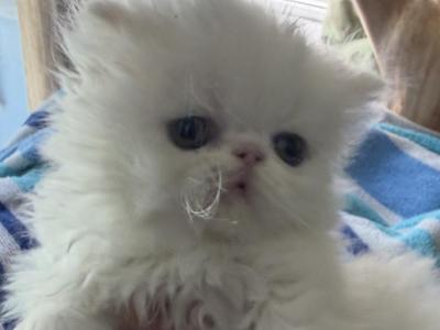 Persian Solid White Female - Persian - Gallery Photo #1