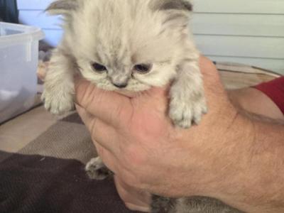 Kingston - Persian - Gallery Photo #1