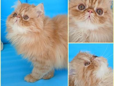Cute Chubby Exotic Longhair Female Kitten - Persian - Gallery Photo #1