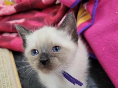 Seal Point Female - Siamese - Gallery Photo #1