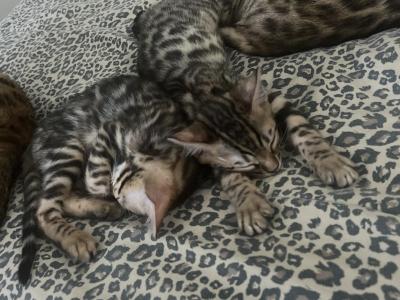 Indira And Amenti - Bengal - Gallery Photo #1