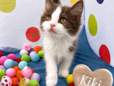 Kiki - Munchkin - Gallery Photo #1
