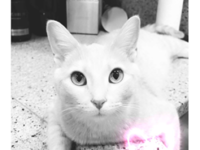 Hank - Domestic - Gallery Photo #1