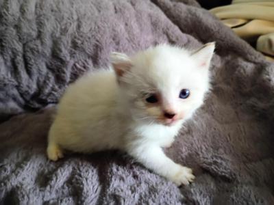 CravenBlues Ragdoll - Ragdoll - Gallery Photo #1