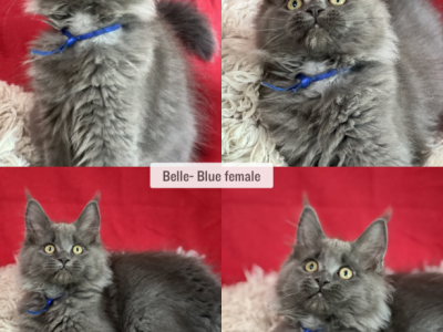 Belle - Maine Coon - Gallery Photo #1