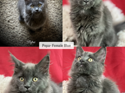 Pepa - Maine Coon - Gallery Photo #1