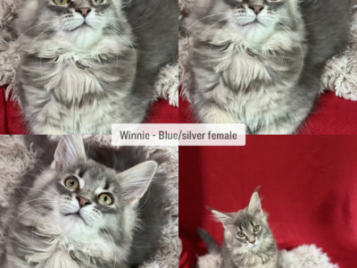 Winnie - Maine Coon - Gallery Photo #1