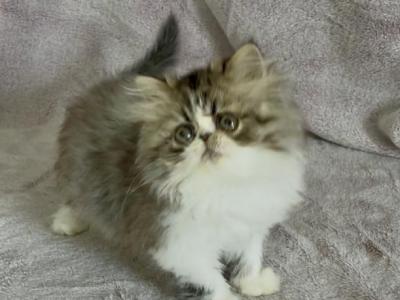 Leia - Persian - Gallery Photo #1