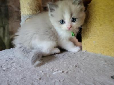 Jojo - Ragdoll - Gallery Photo #1