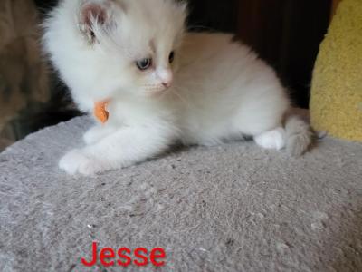 Jesse - Ragdoll - Gallery Photo #1