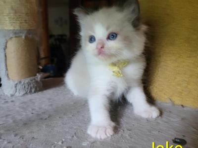 Jake - Ragdoll - Gallery Photo #1
