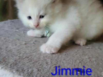 Jimmie - Ragdoll - Gallery Photo #1