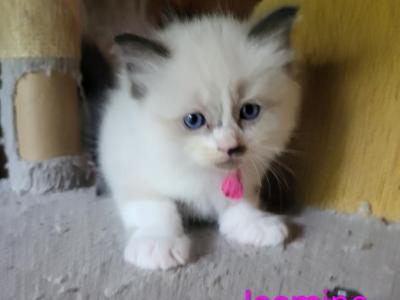 Jasmine - Ragdoll - Gallery Photo #1