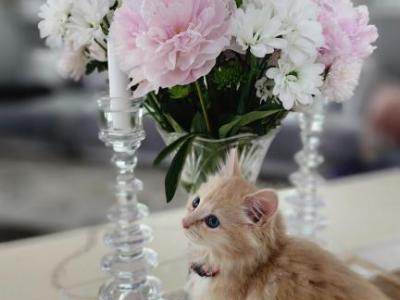 Poppy Pixie - Maine Coon - Gallery Photo #1