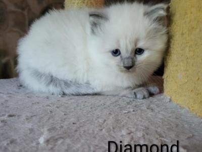 Diamond - Ragdoll - Gallery Photo #1