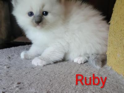 Ruby - Ragdoll - Gallery Photo #1