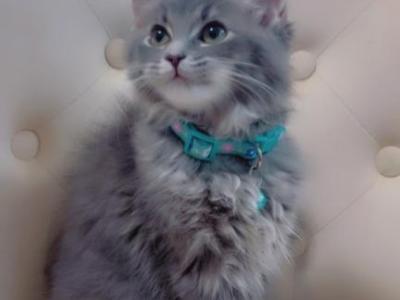 Beautiful Kitten - Scottish Fold - Gallery Photo #1