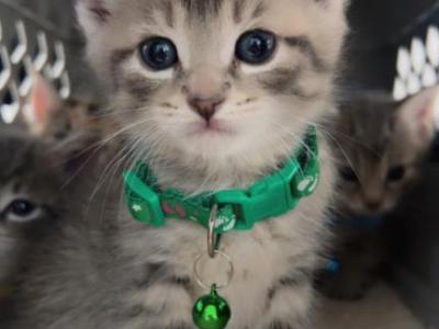 Kittens Looking For Homes - Scottish Fold - Gallery Photo #1