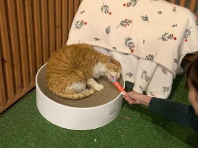 Romeo - American Shorthair - Gallery Photo #1