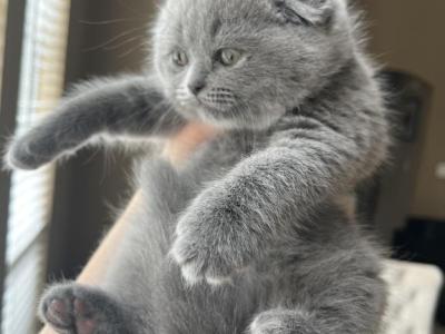 Scottish Fold Blue Girl Baby - Scottish Fold - Gallery Photo #1