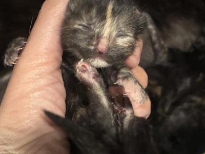 Beautys Maine Coonish Litter - Maine Coon - Gallery Photo #1