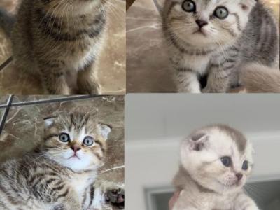 Scottish Fold Kittens For Sale - Scottish Fold - Gallery Photo #1
