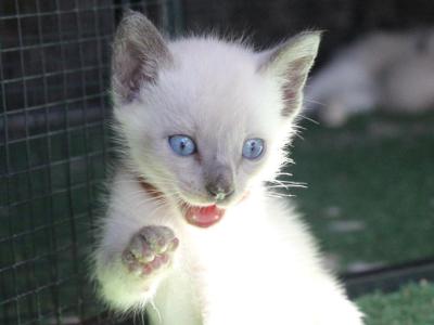 Sirius - Siamese - Gallery Photo #1