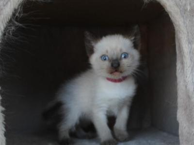 Ursa - Siamese - Gallery Photo #1