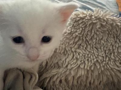 The Three White Kittens - Domestic - Gallery Photo #1