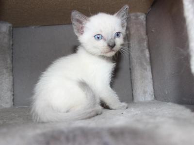 Astro - Siamese - Gallery Photo #1