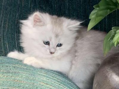 Silver Coon - Maine Coon - Gallery Photo #1