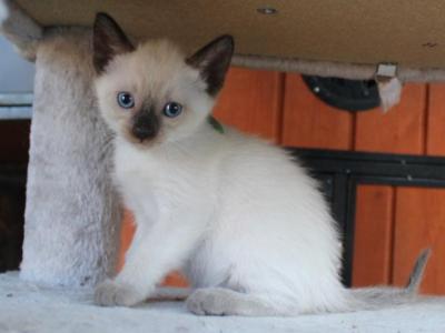 Orbit - Siamese - Gallery Photo #1