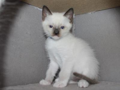 Draco - Snowshoe - Gallery Photo #1