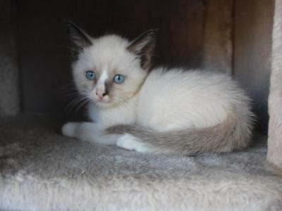 Orion - Siamese - Gallery Photo #1