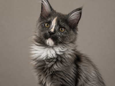 Girl V62 - Maine Coon - Gallery Photo #1