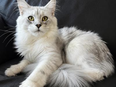 Male V64 - Maine Coon - Gallery Photo #1