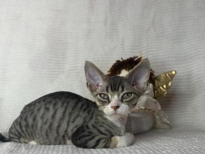 Black Tabby - Devon Rex - Gallery Photo #1