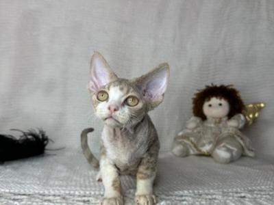 Lilac Bicolor - Devon Rex - Gallery Photo #1