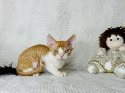 Reb Bicolor - Devon Rex - Gallery Photo #1